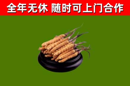 沈河回收冬虫夏草